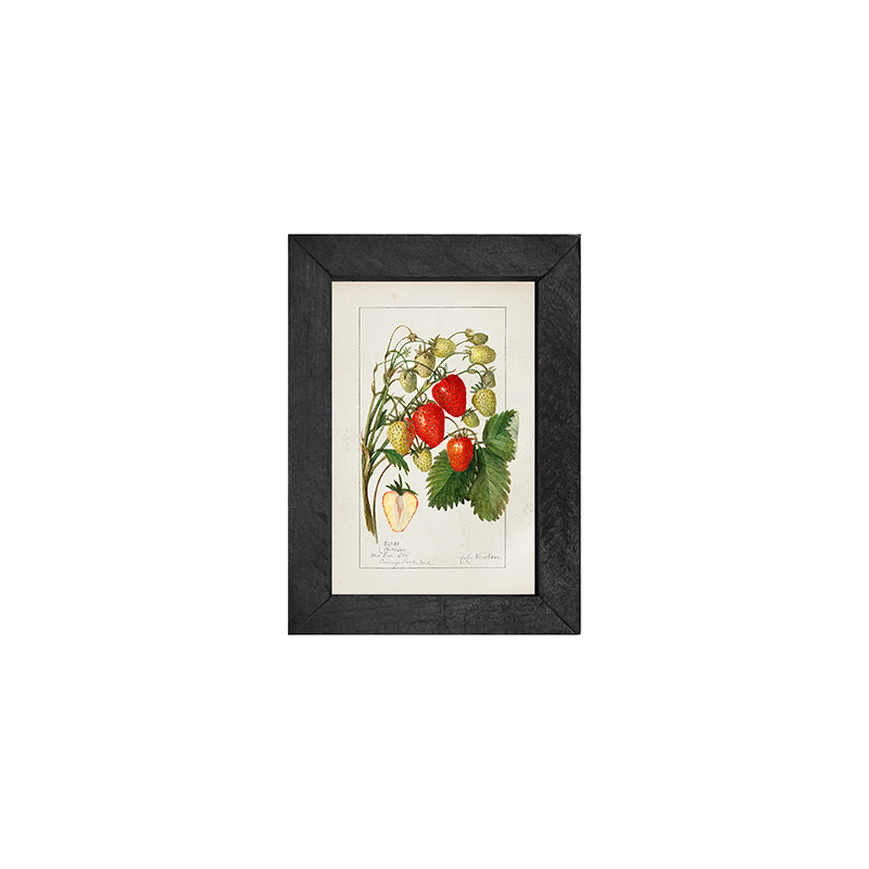 Vintage-Strawberries