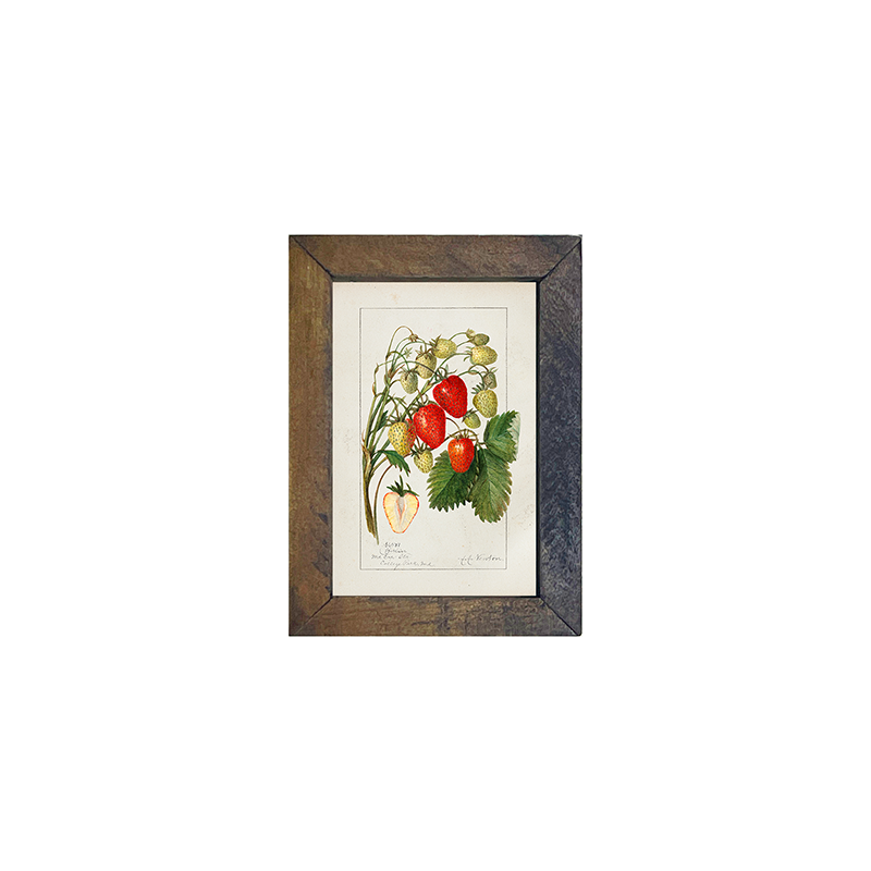 Vintage-Strawberries