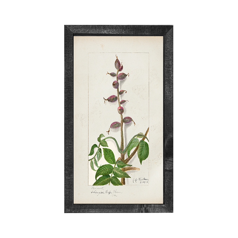 Vintage-Walnut branch