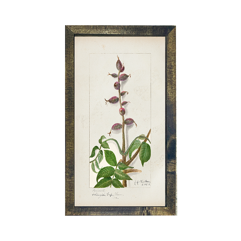 Vintage-Walnut branch