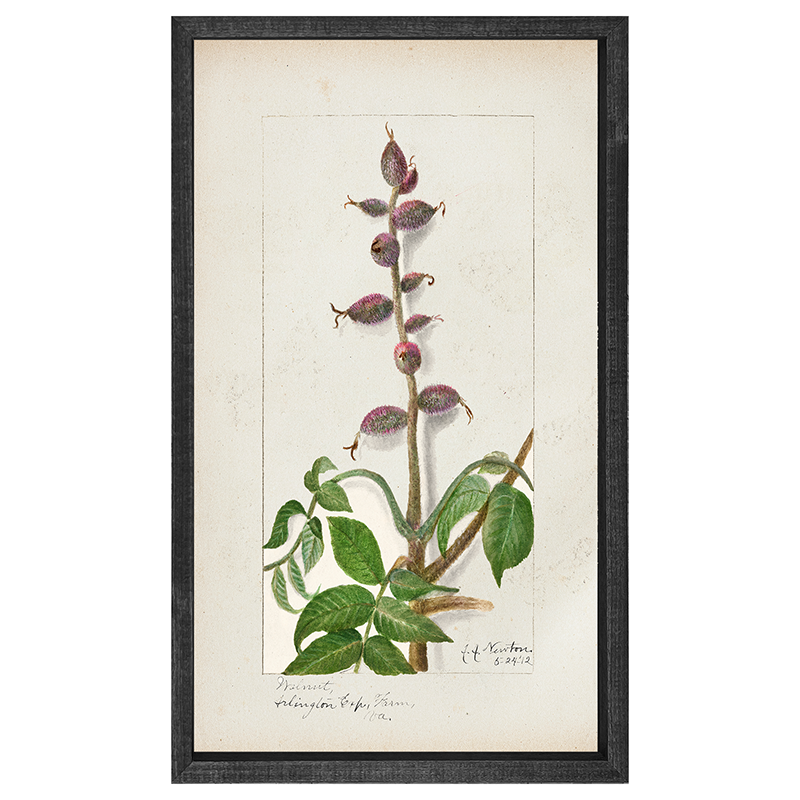 Vintage-Walnut branch
