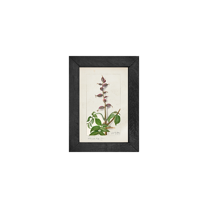 Vintage-Walnut branch