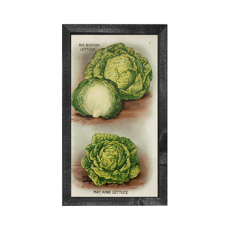 Vintage-Lettuce
