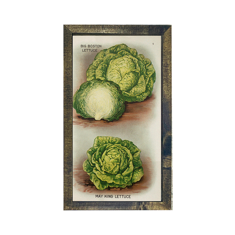 Vintage-Lettuce