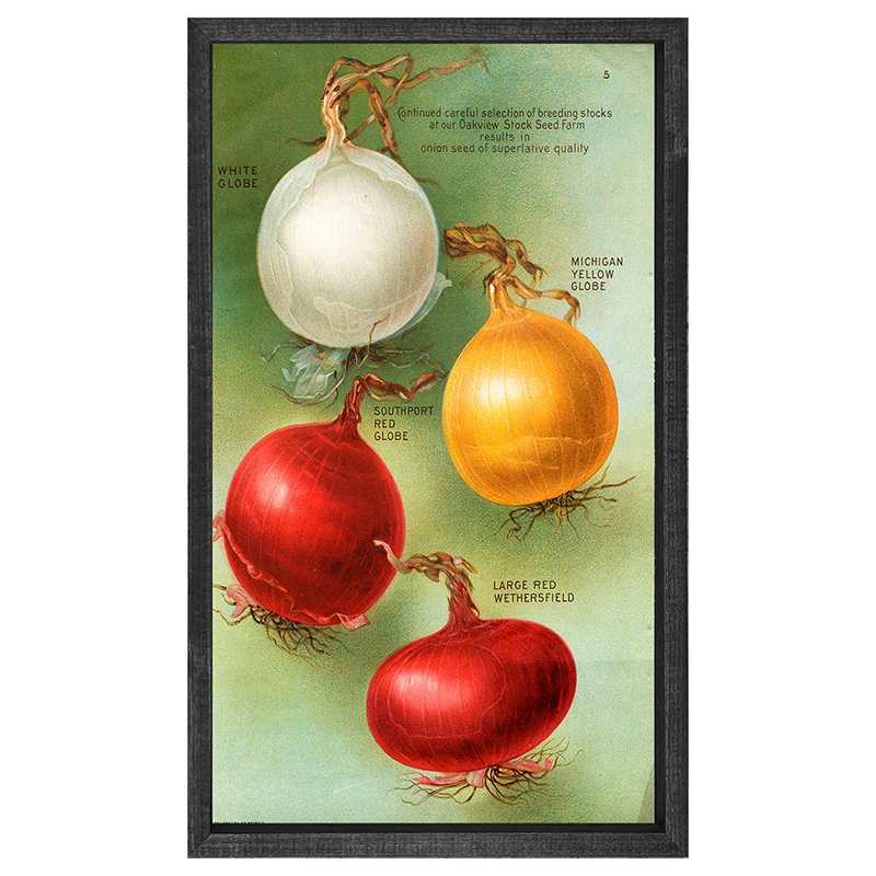 Vintage-Onions
