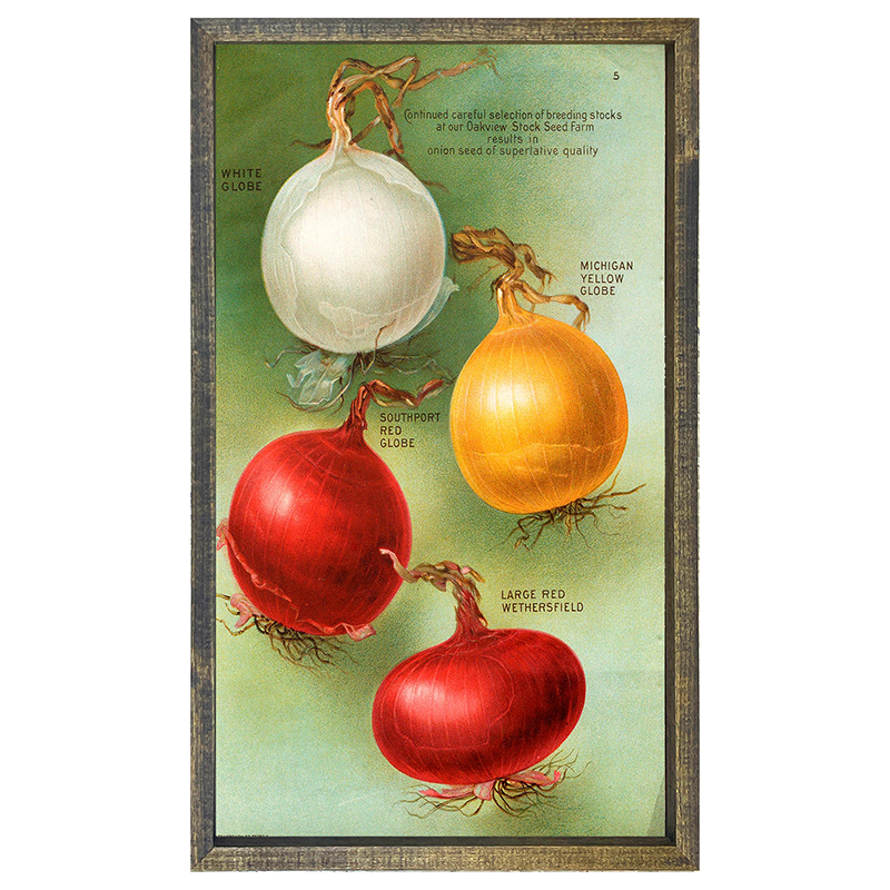 Vintage-Onions
