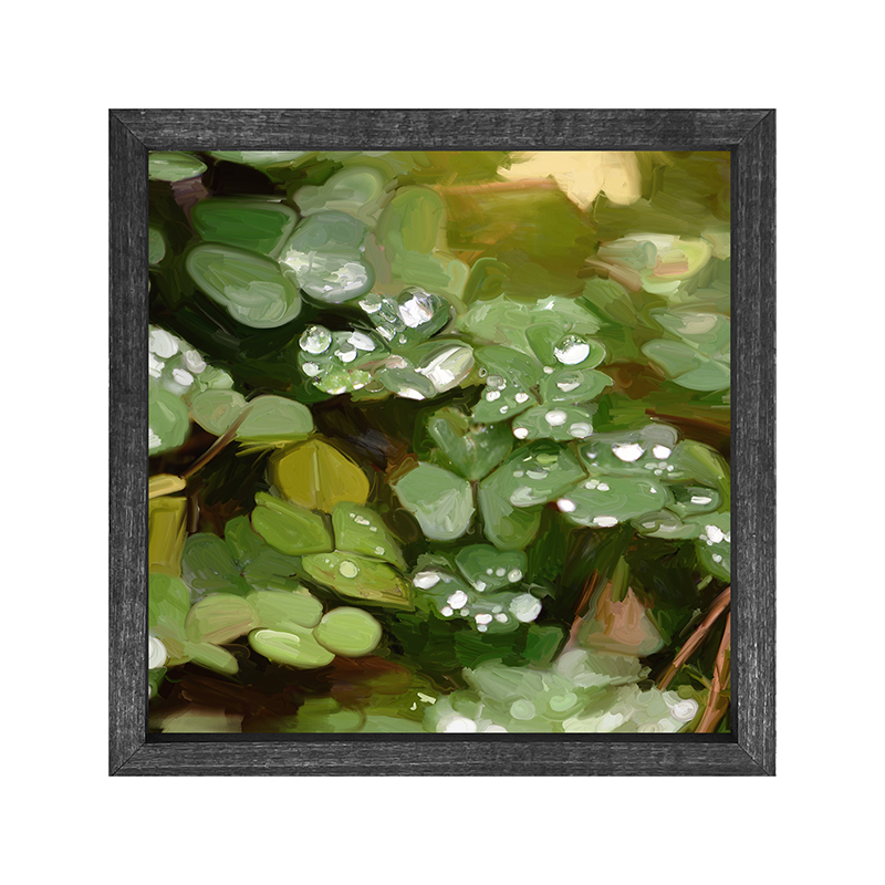 Clovers in the rain
