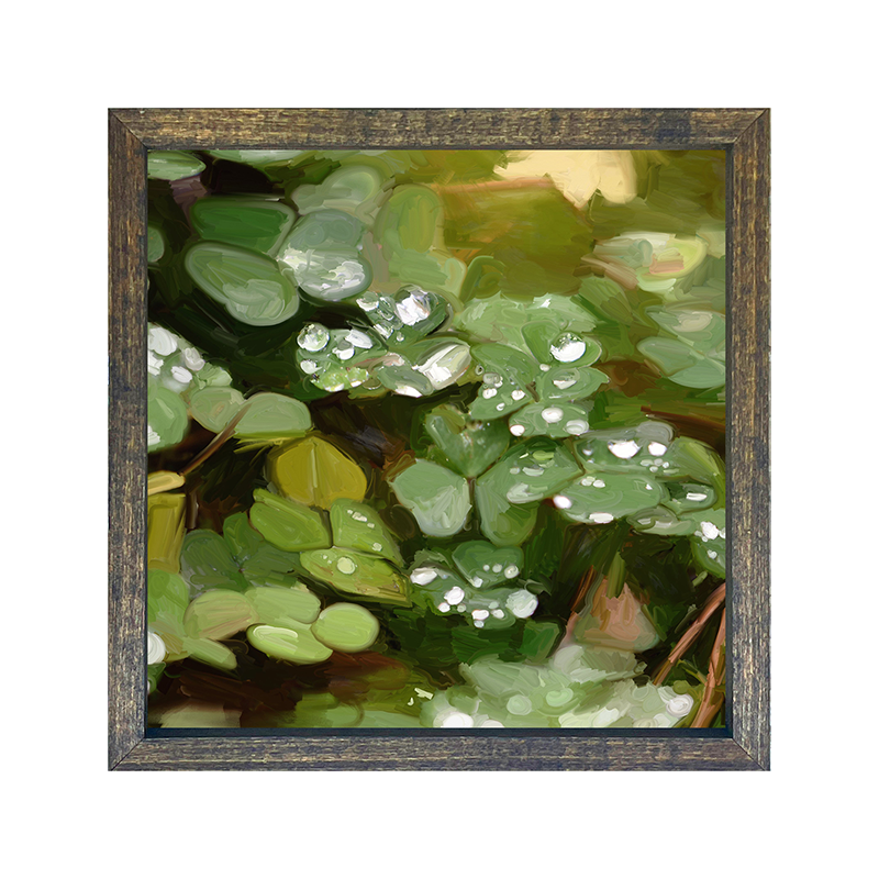 Clovers in the rain