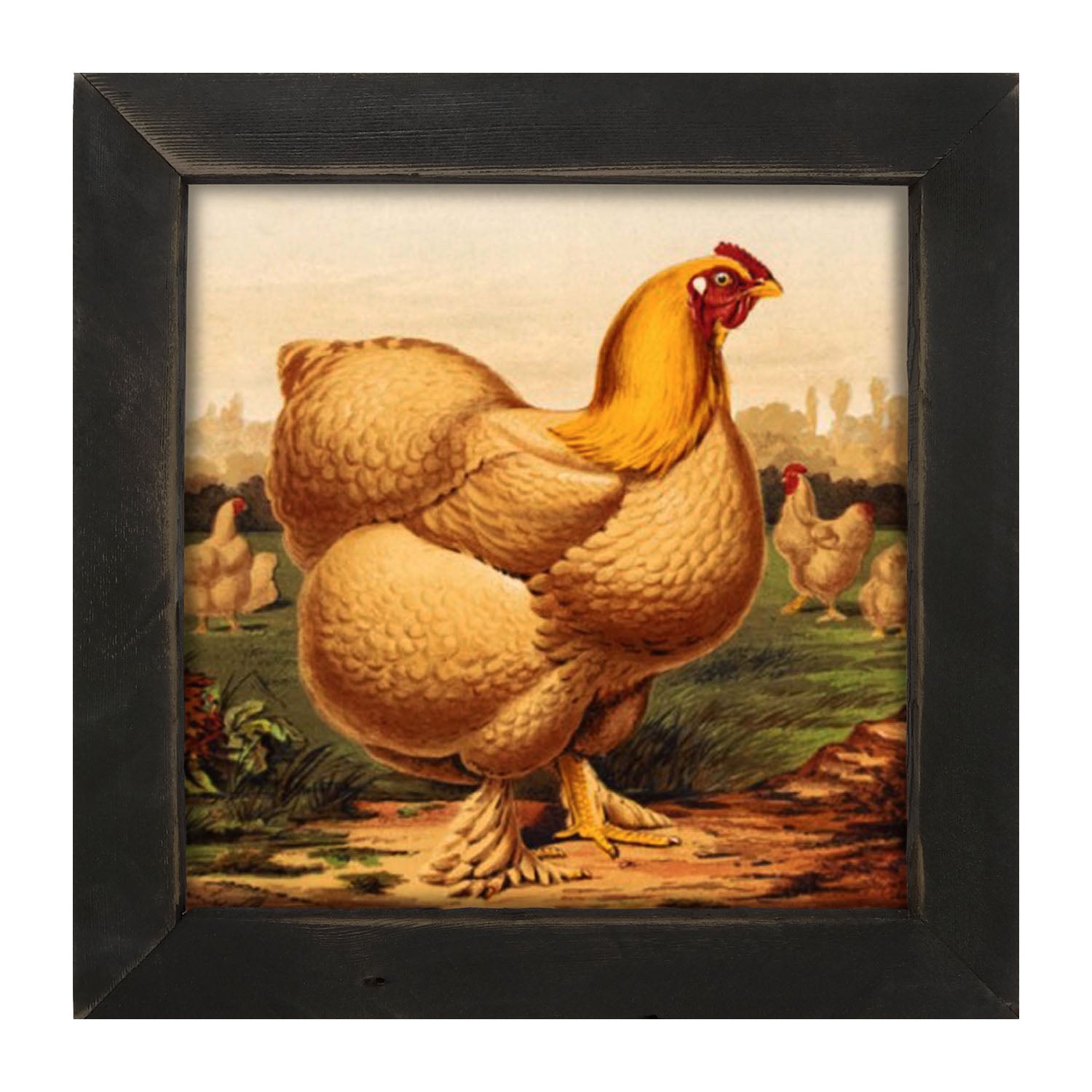 Golden Chicken - Framed art