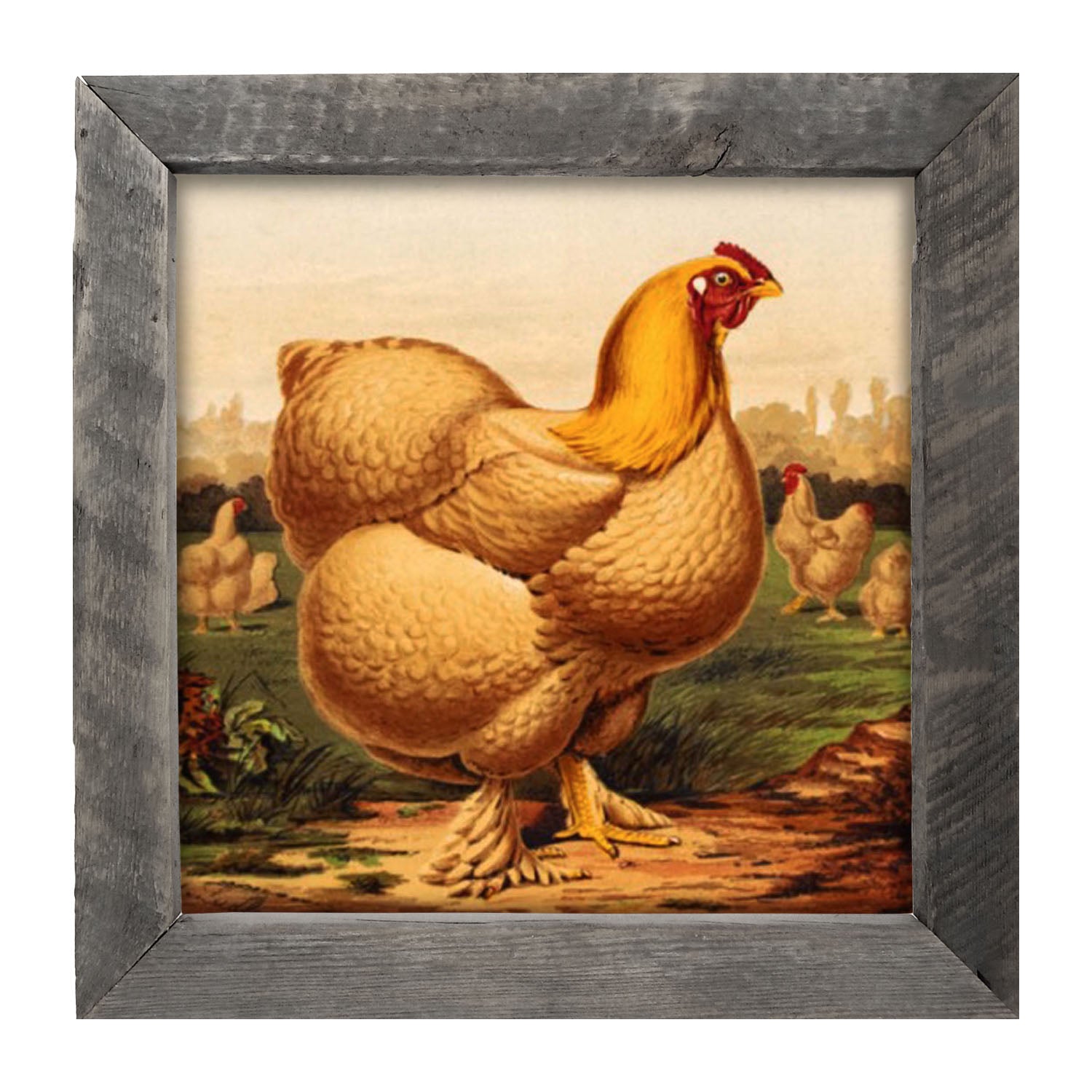 Golden Chicken - Framed art