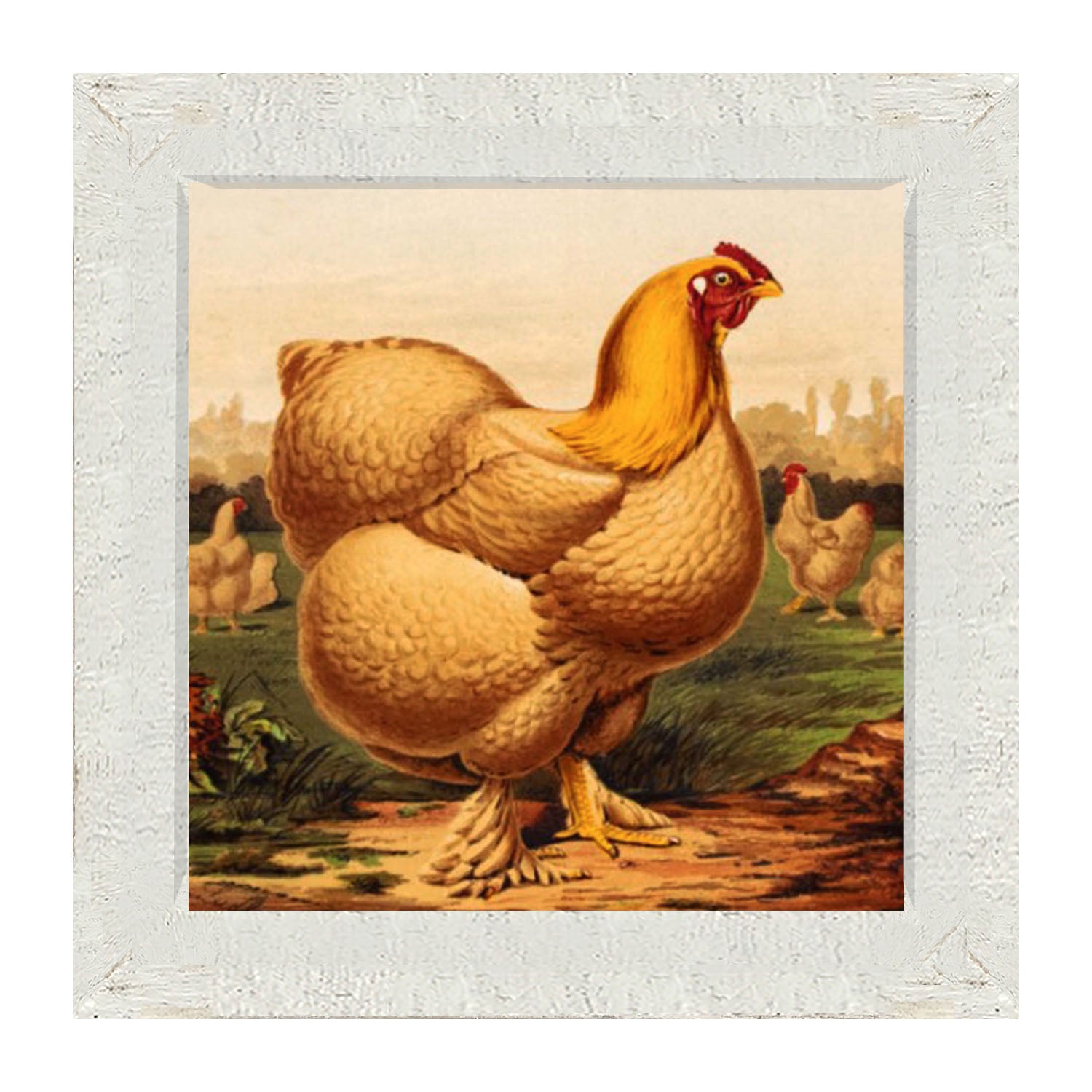 Golden Chicken - Framed art