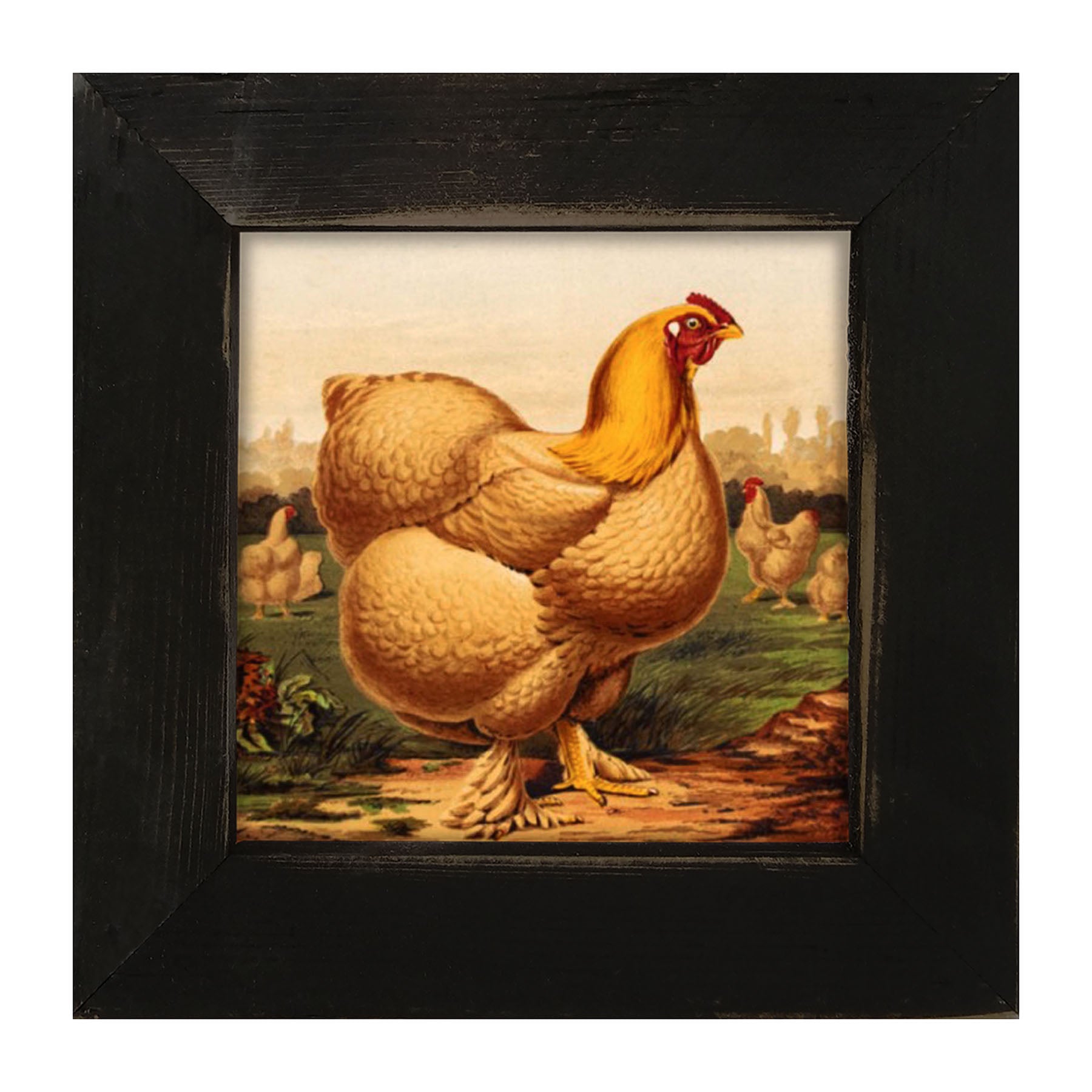 Golden Chicken - Framed art