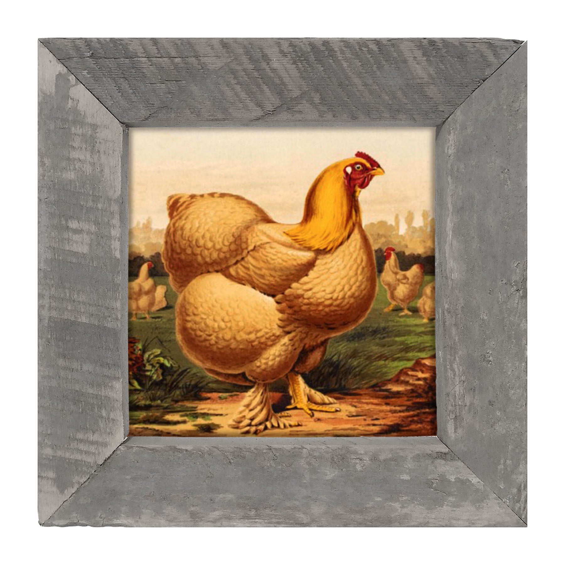 Golden Chicken - Framed art