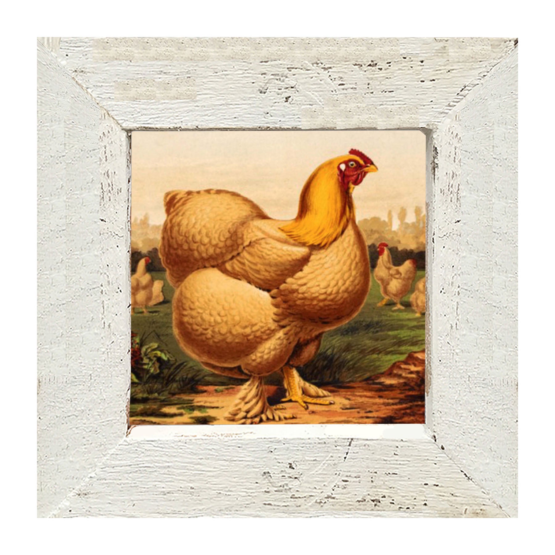 Golden Chicken - Framed art