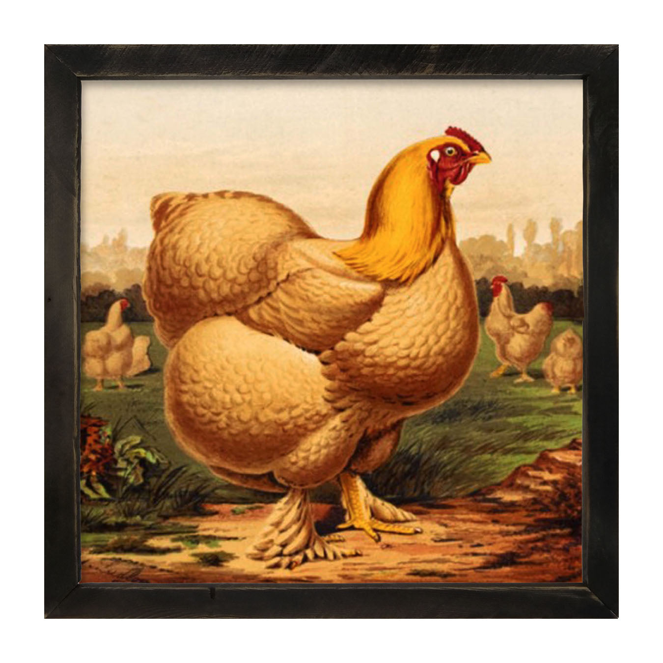 Golden Chicken - Framed art