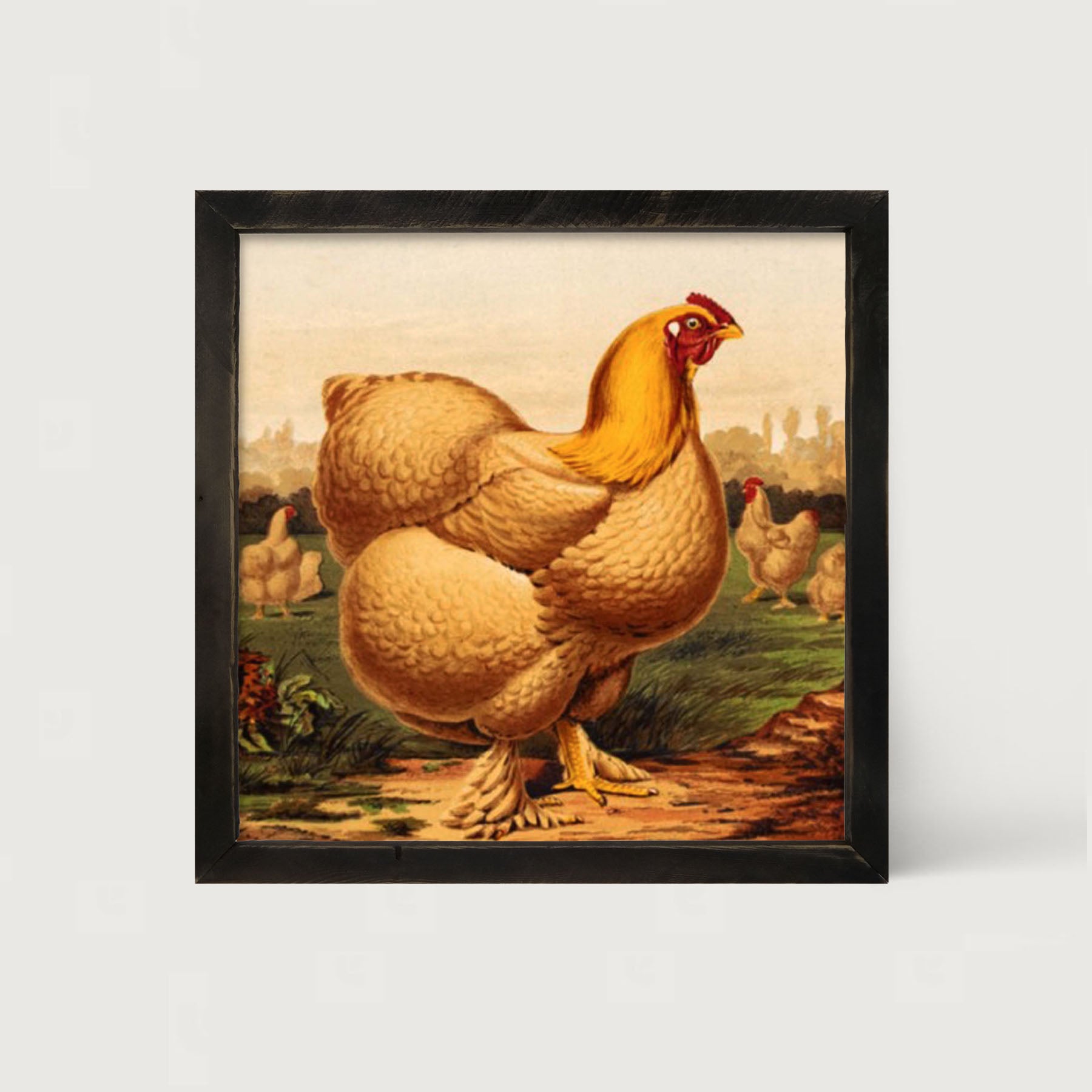 Golden Chicken - Framed art