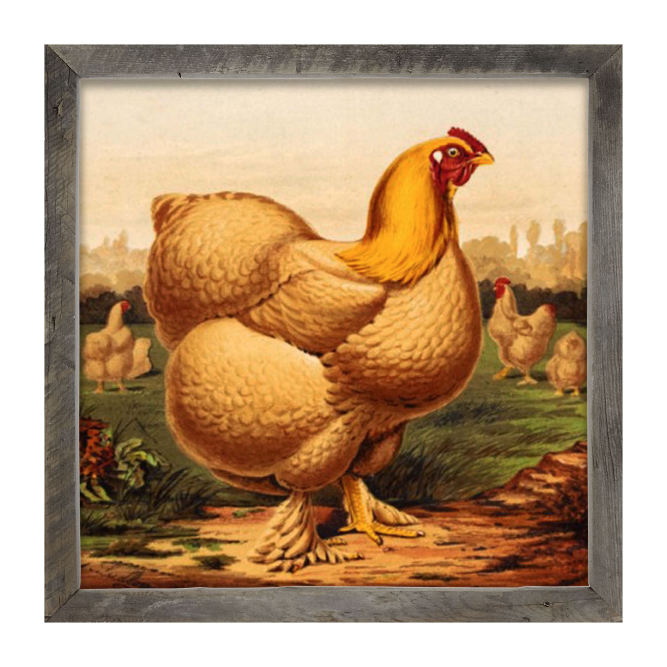 Golden Chicken - Framed art