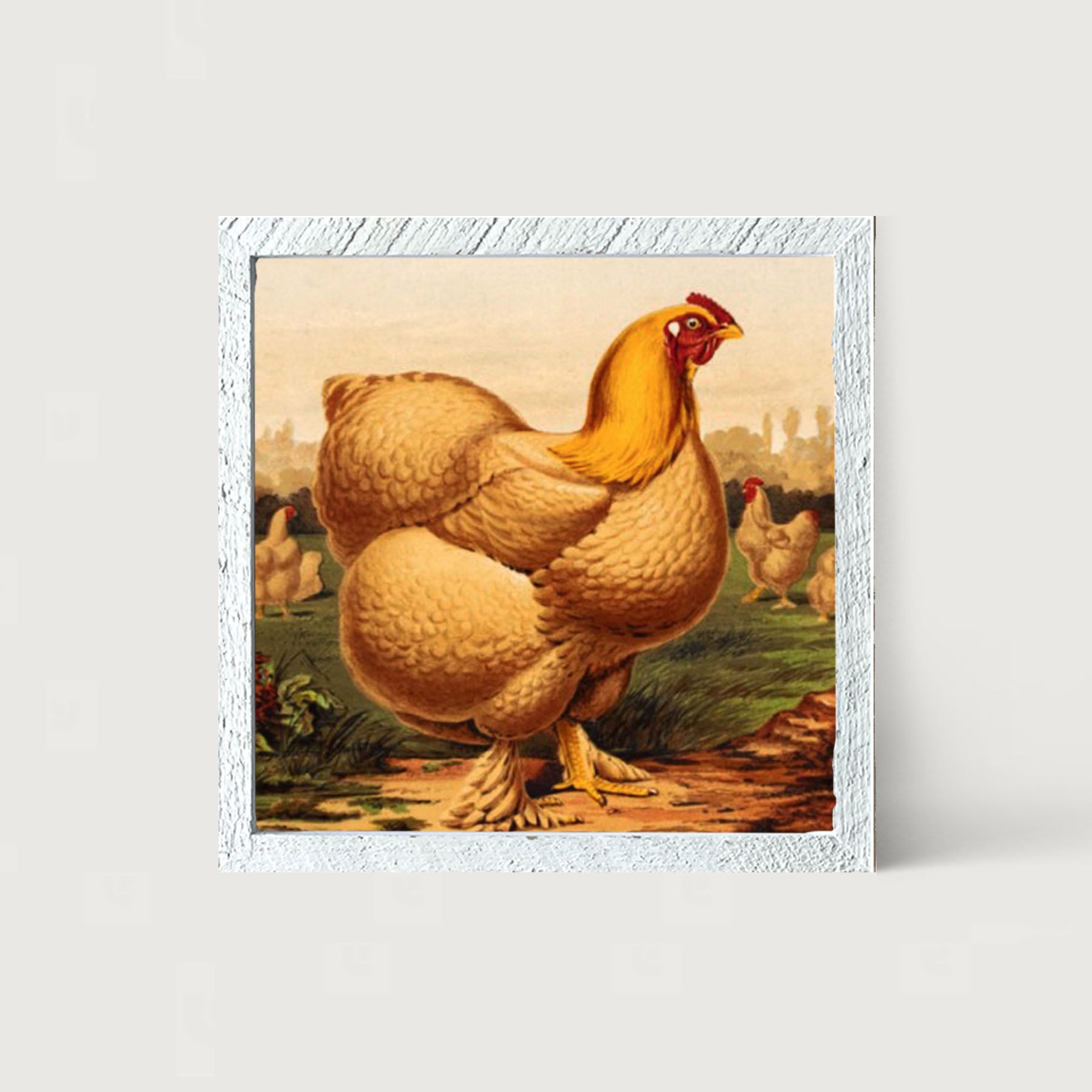 Golden Chicken - Framed art