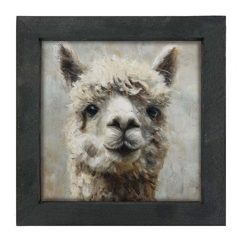 Farm Life Portrait - Alpaca Close-up - Framed Art