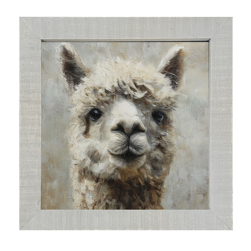Farm Life Portrait - Alpaca Close-up - Framed Art