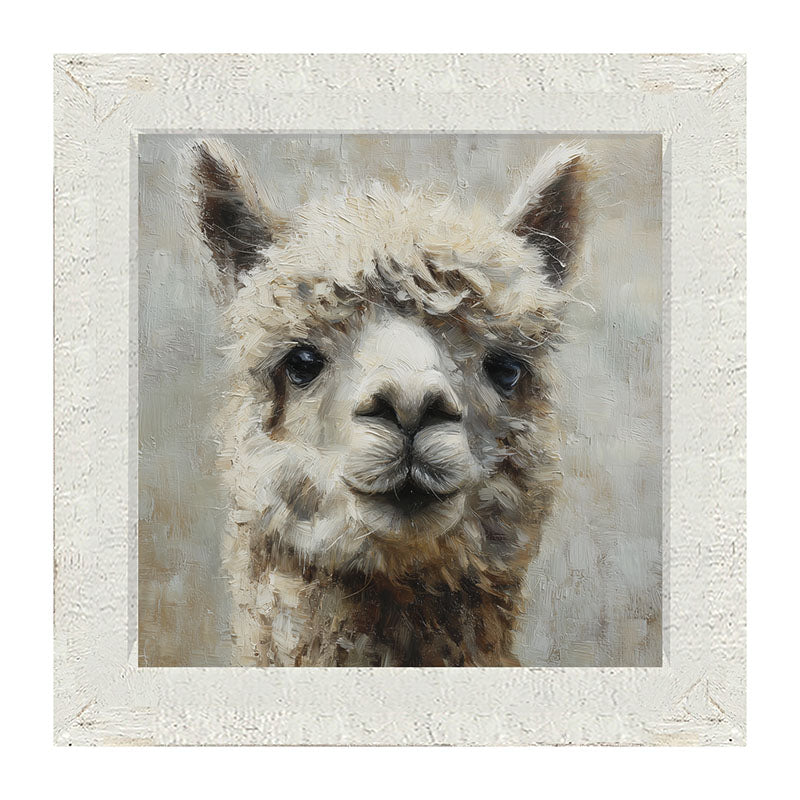 Farm Life Portrait - Alpaca Close-up - Framed Art
