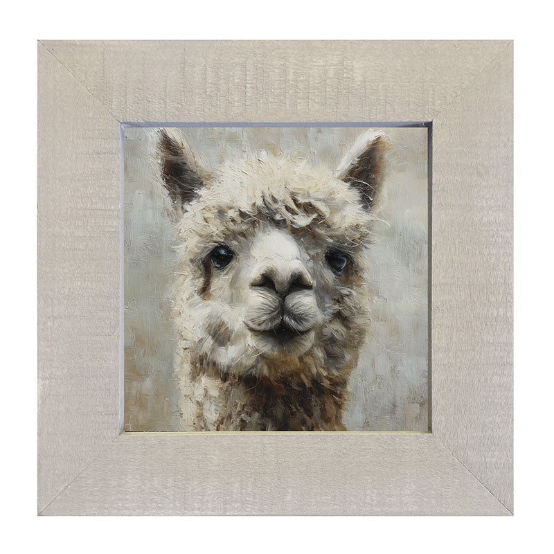 Farm Life Portrait - Alpaca Close-up - Framed Art