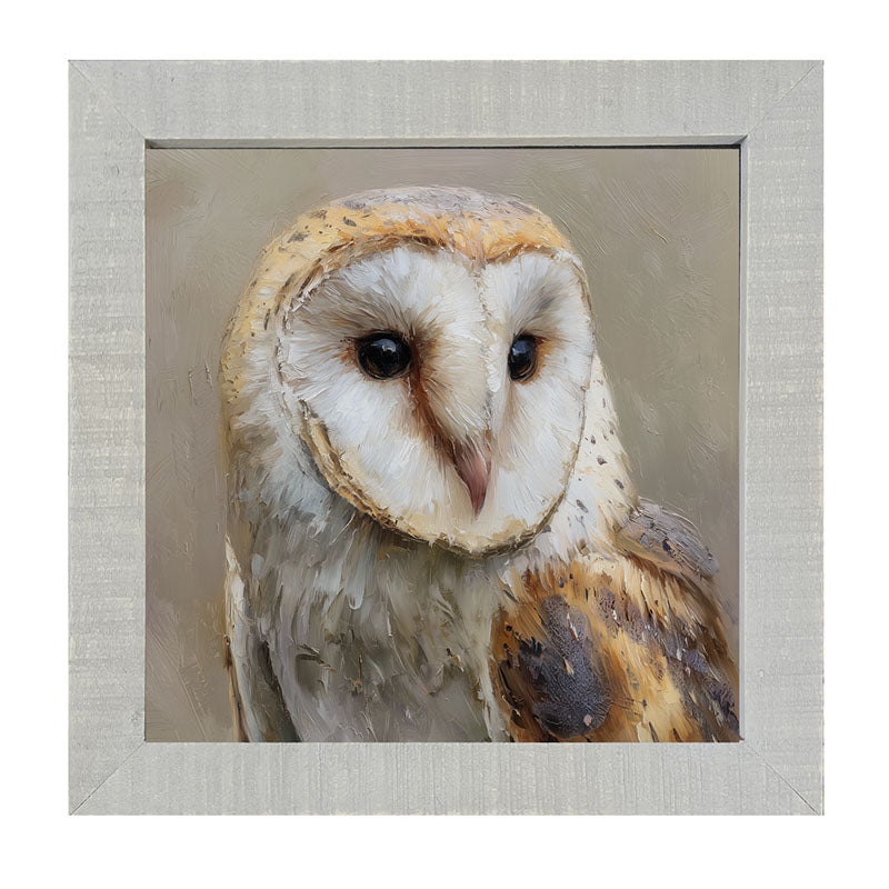 Barn Owl Close-up - Framed Art