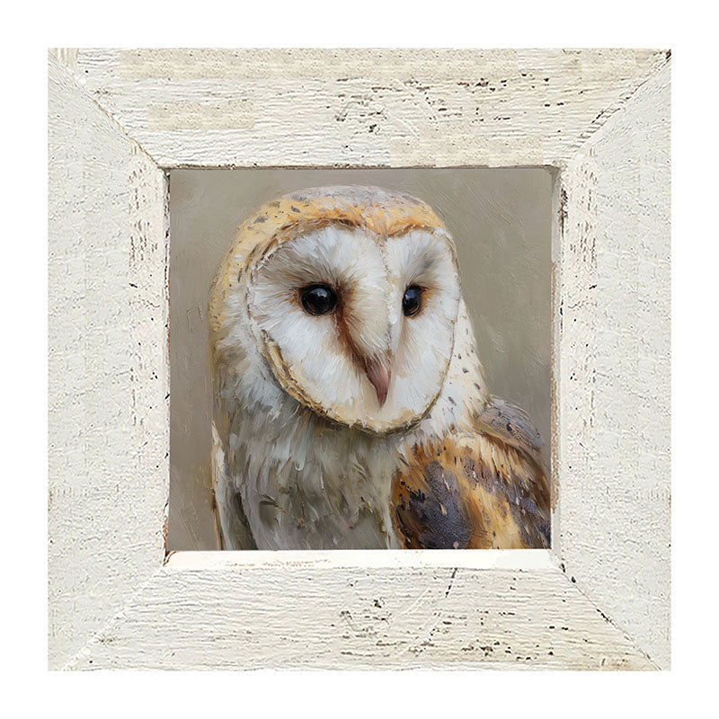 Barn Owl Close-up - Framed Art