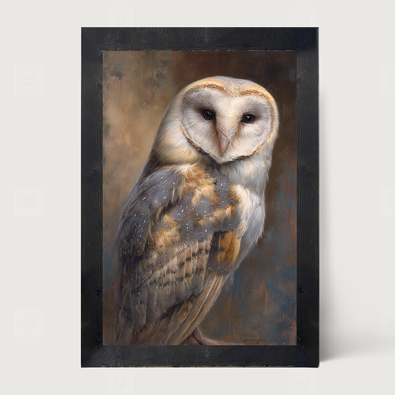 Barn Owl Portrait