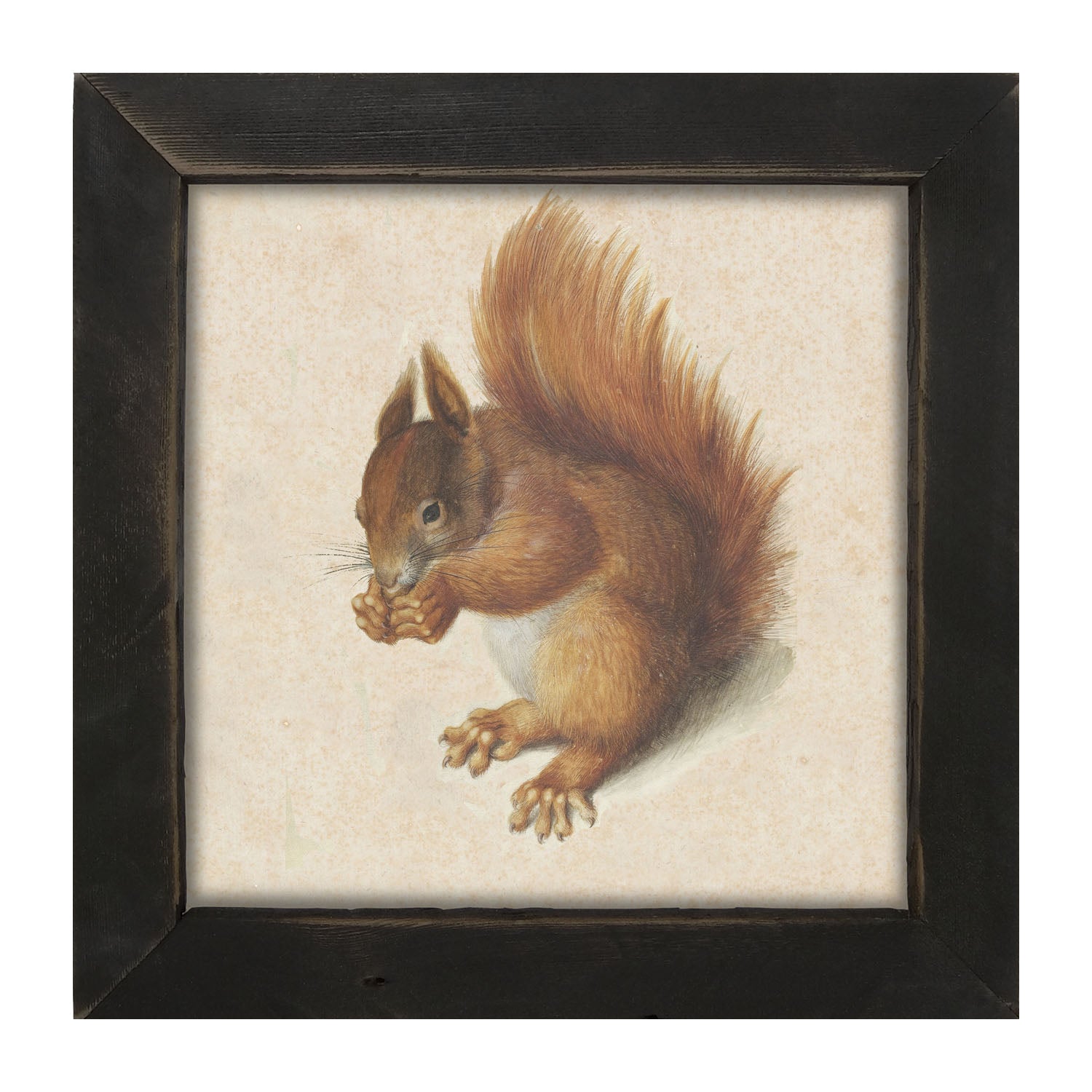 Vintage Squirrel - Framed art