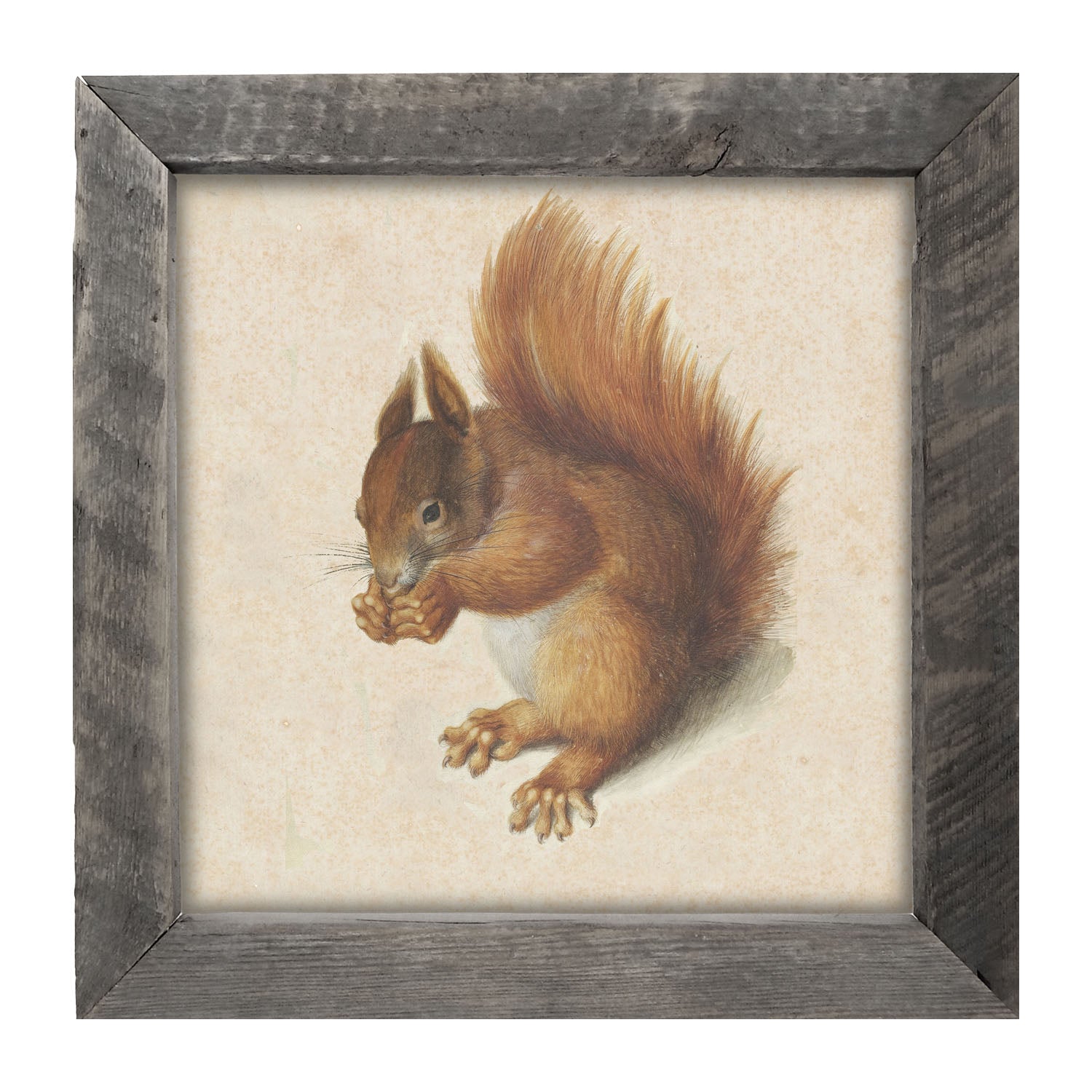 Vintage Squirrel - Framed art