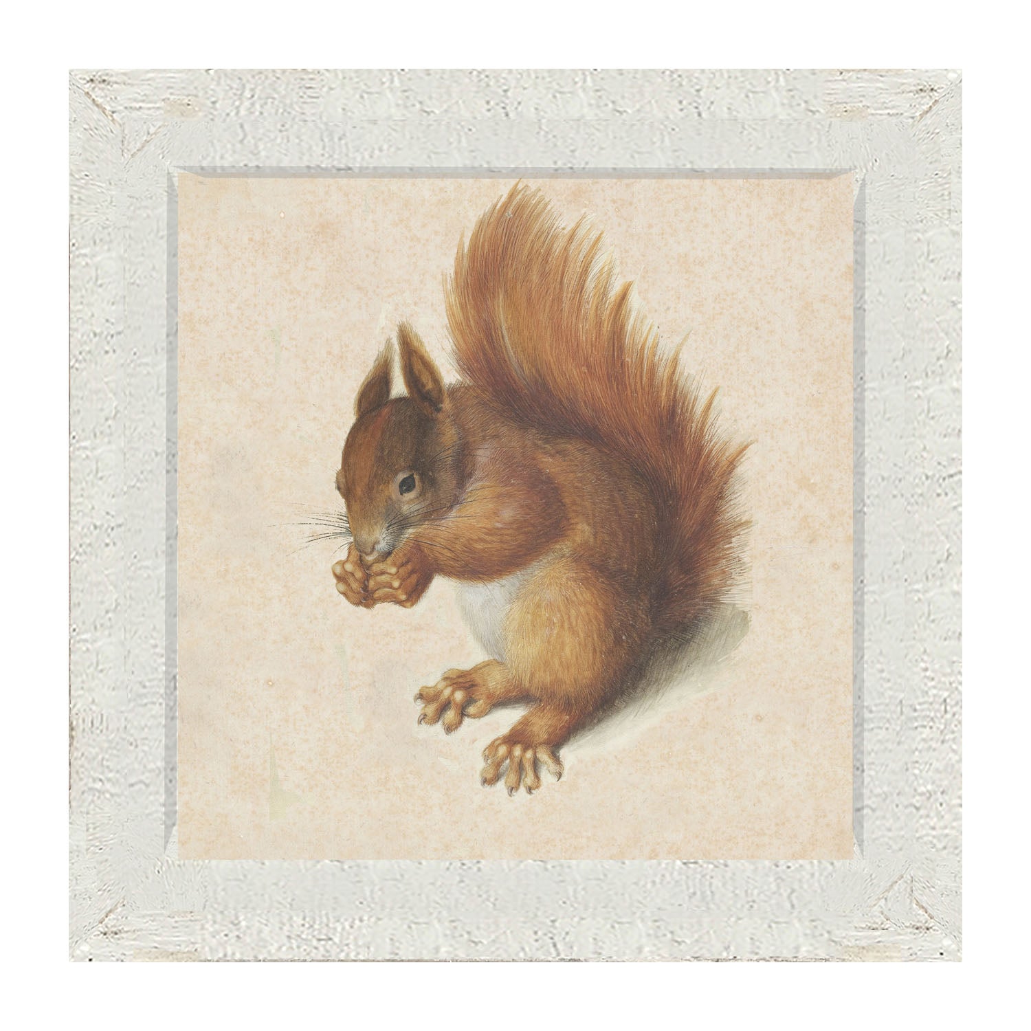 Vintage Squirrel - Framed art