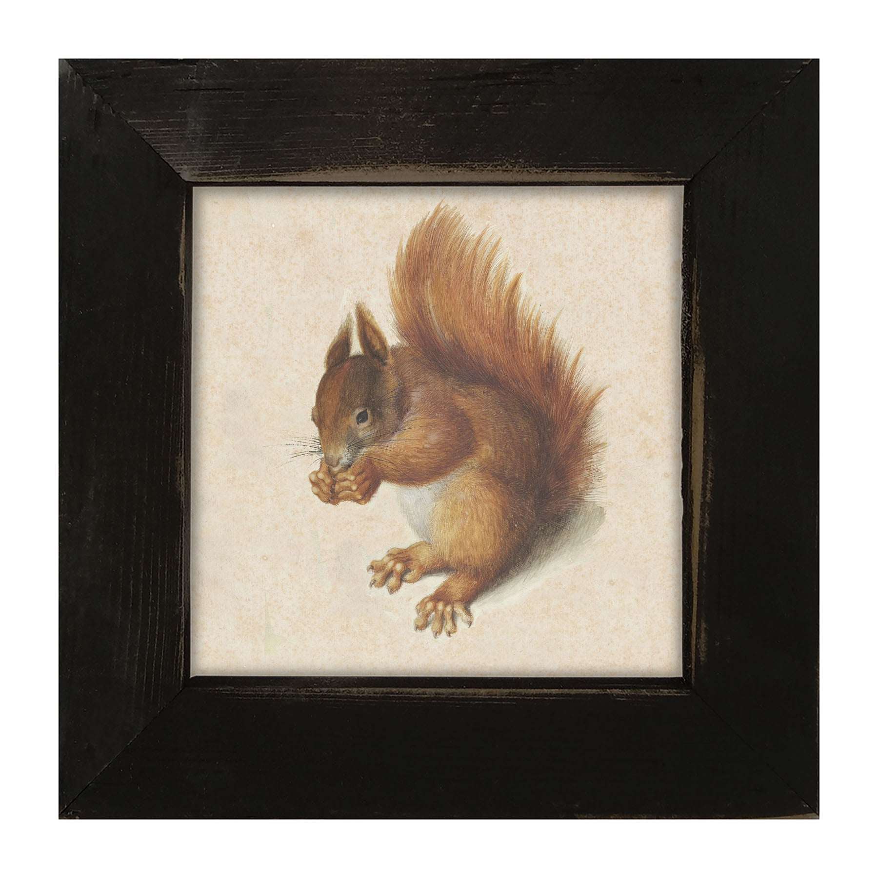 Vintage Squirrel - Framed art