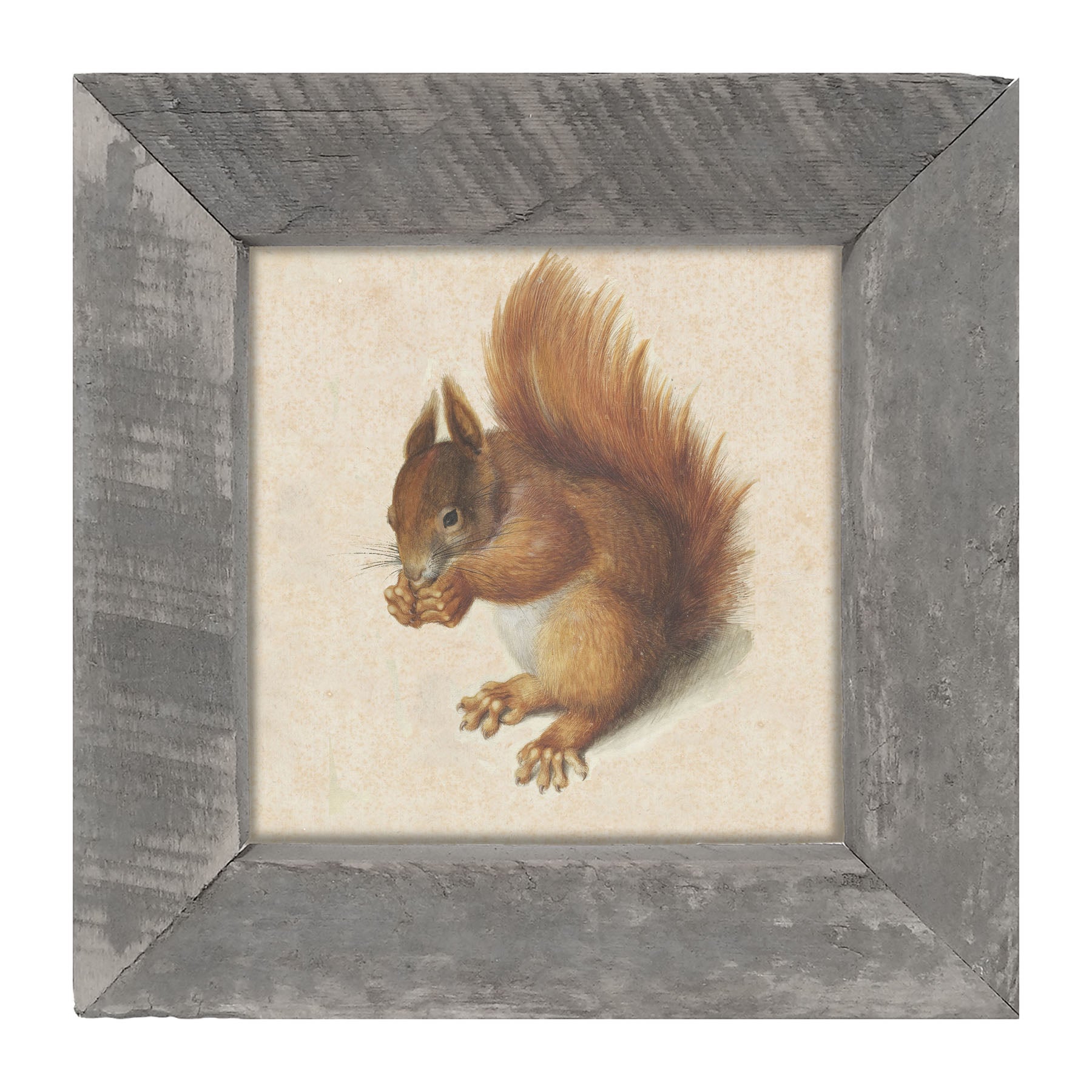 Vintage Squirrel - Framed art