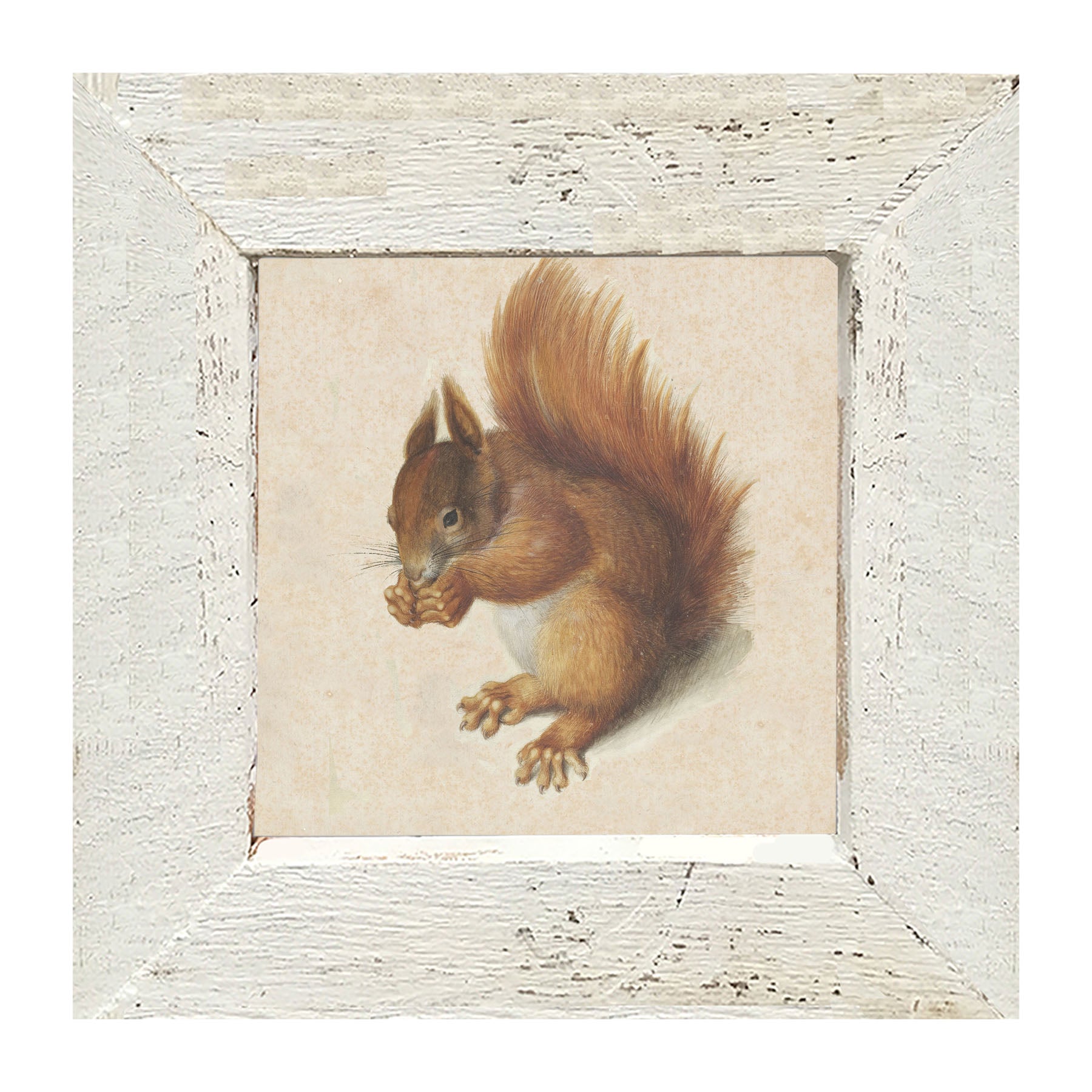 Vintage Squirrel - Framed art