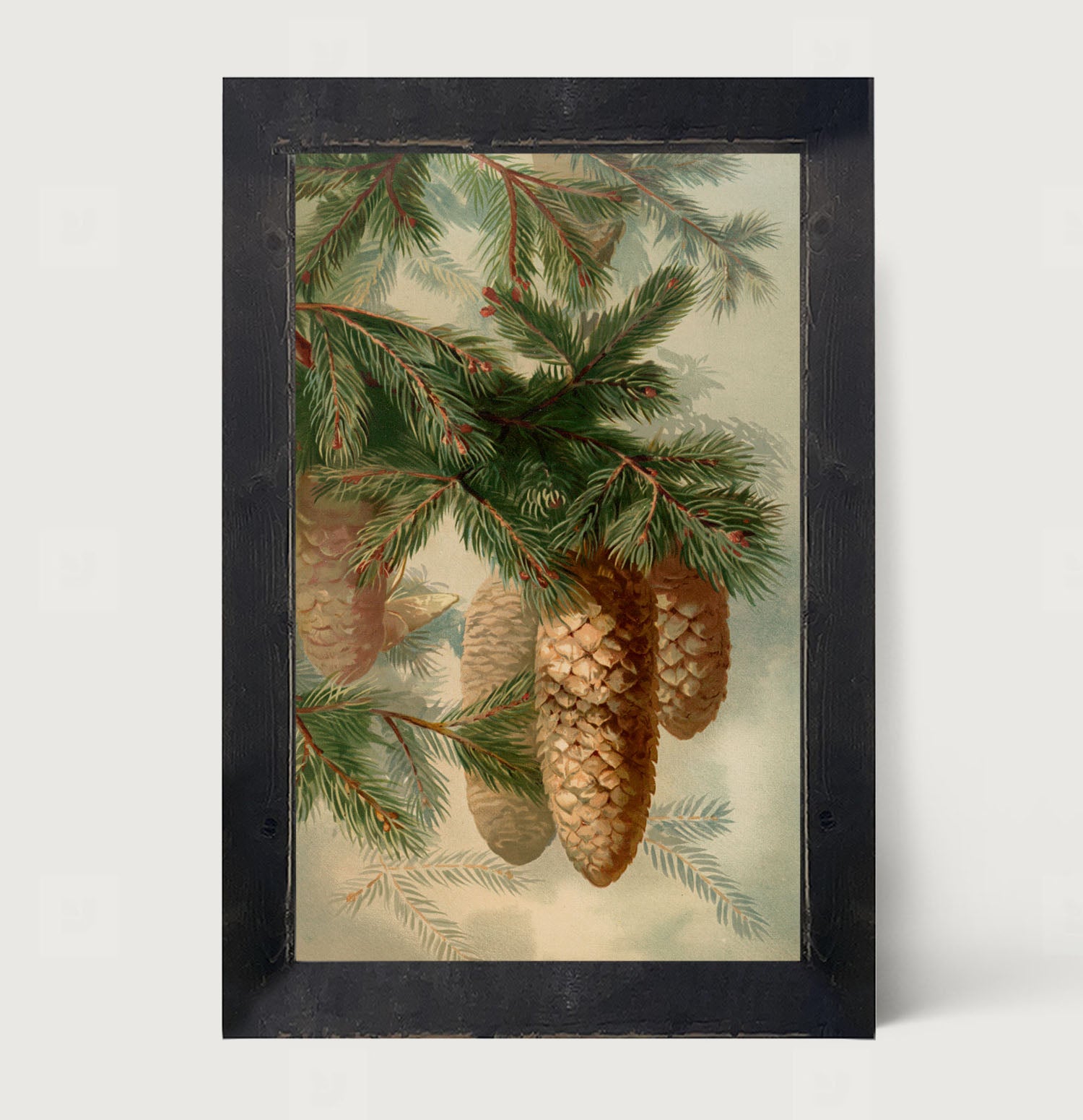 Vintage Pine cones - Framed art