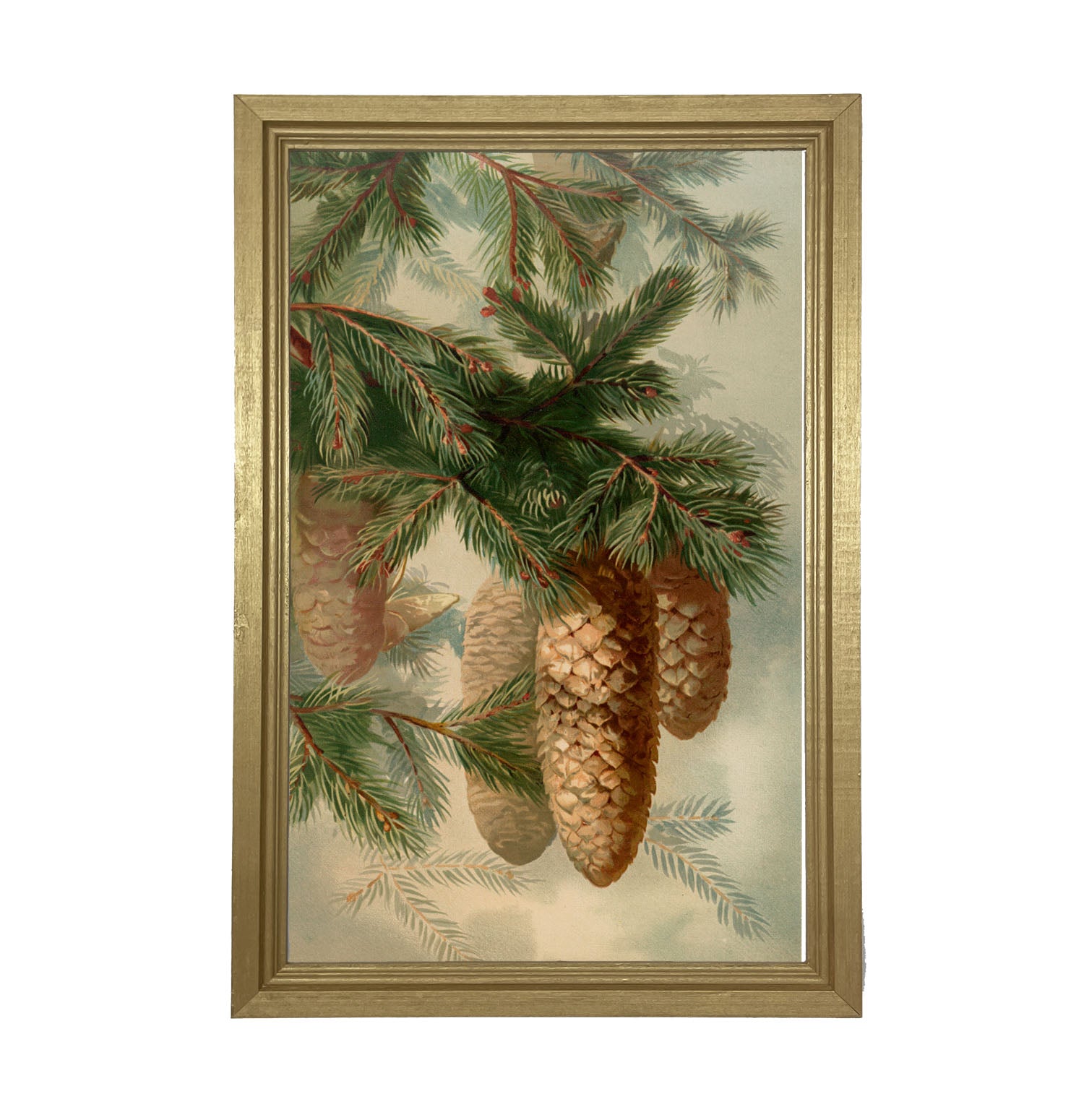 Vintage Pine cones - Framed art