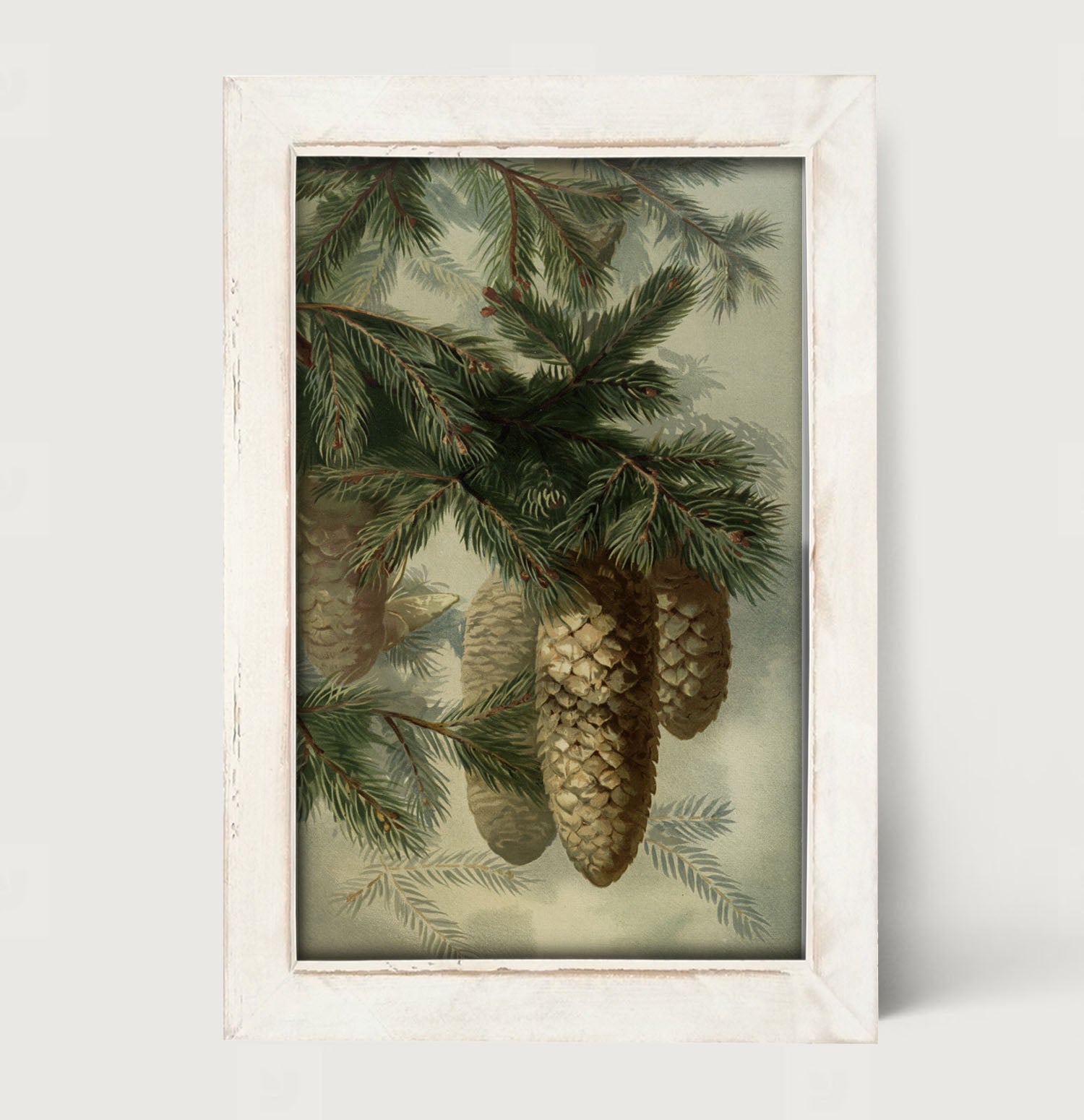 Vintage Pine cones - Framed art