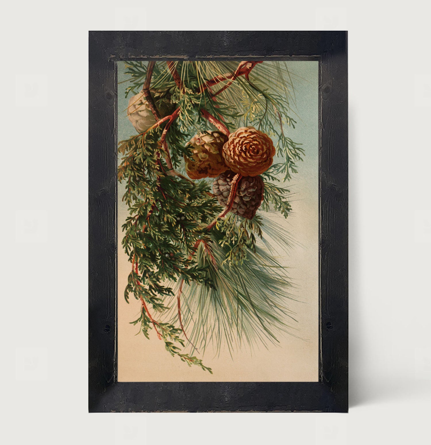Vintage small pine cones - Framed art