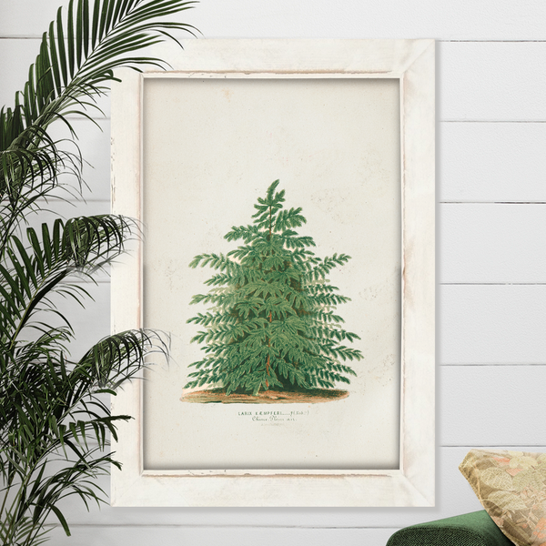 Vintage Scotch Pine Tree
