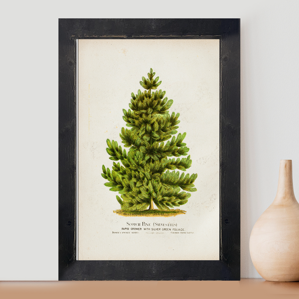 Vintage Pine Tree