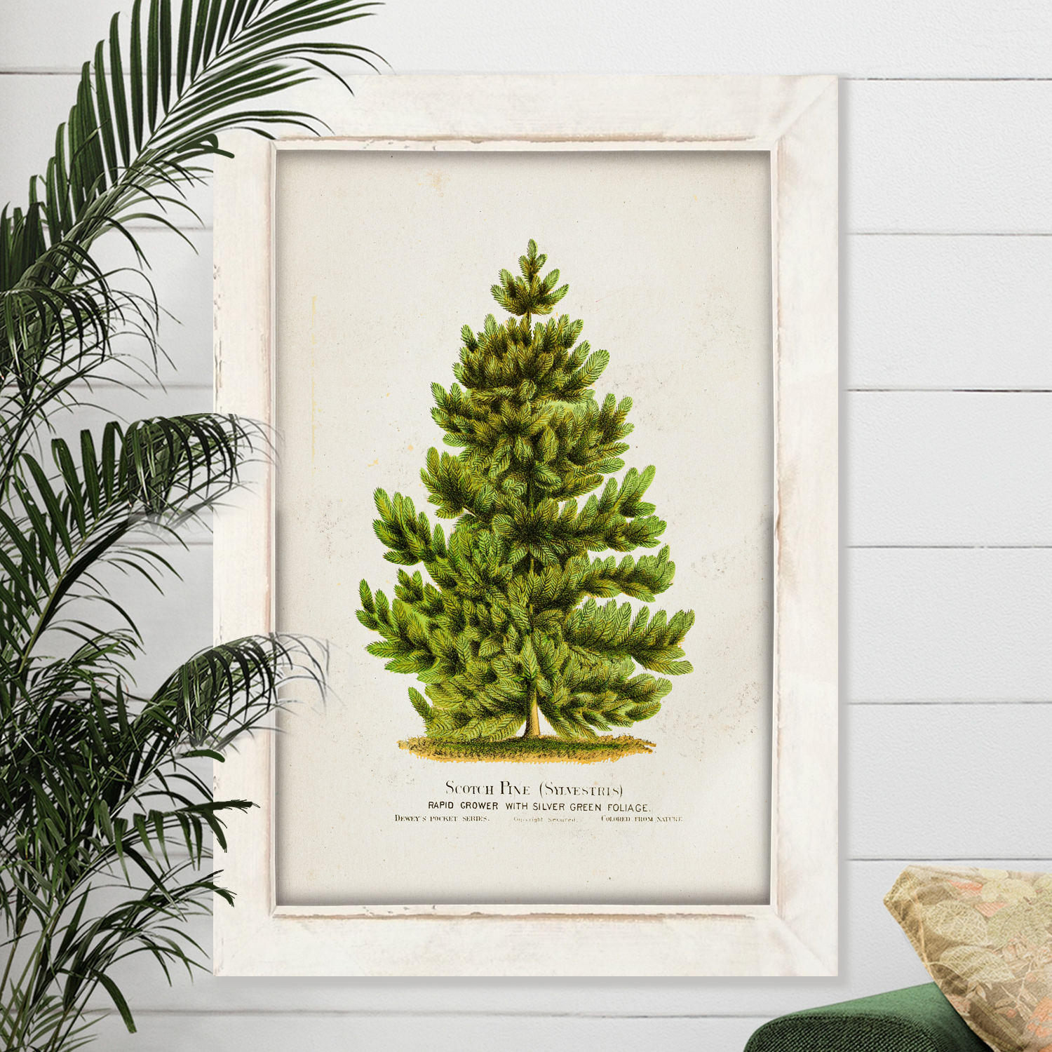 Vintage Pine Tree