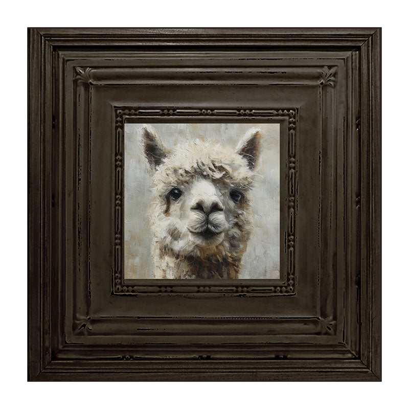 Farm Life Portrait - Alpaca Close-up