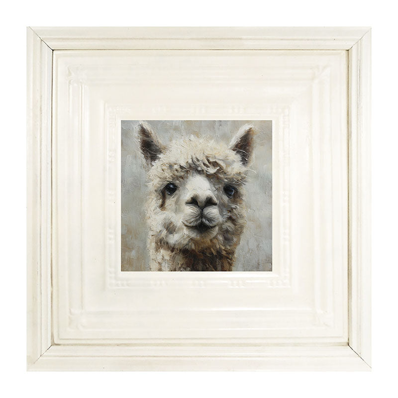 Farm Life Portrait - Alpaca Close-up