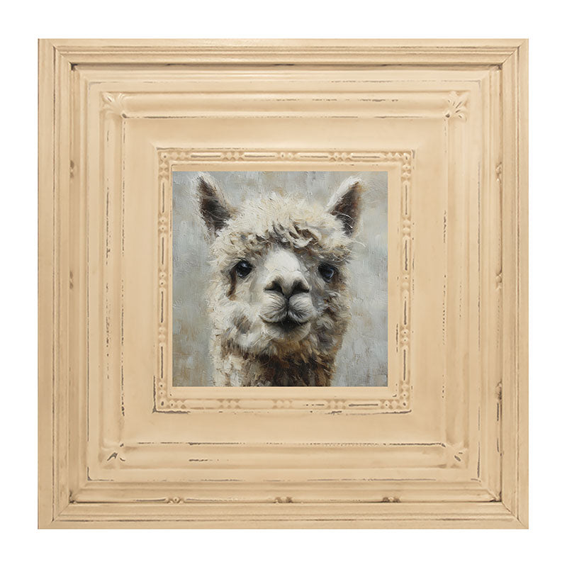 Farm Life Portrait - Alpaca Close-up