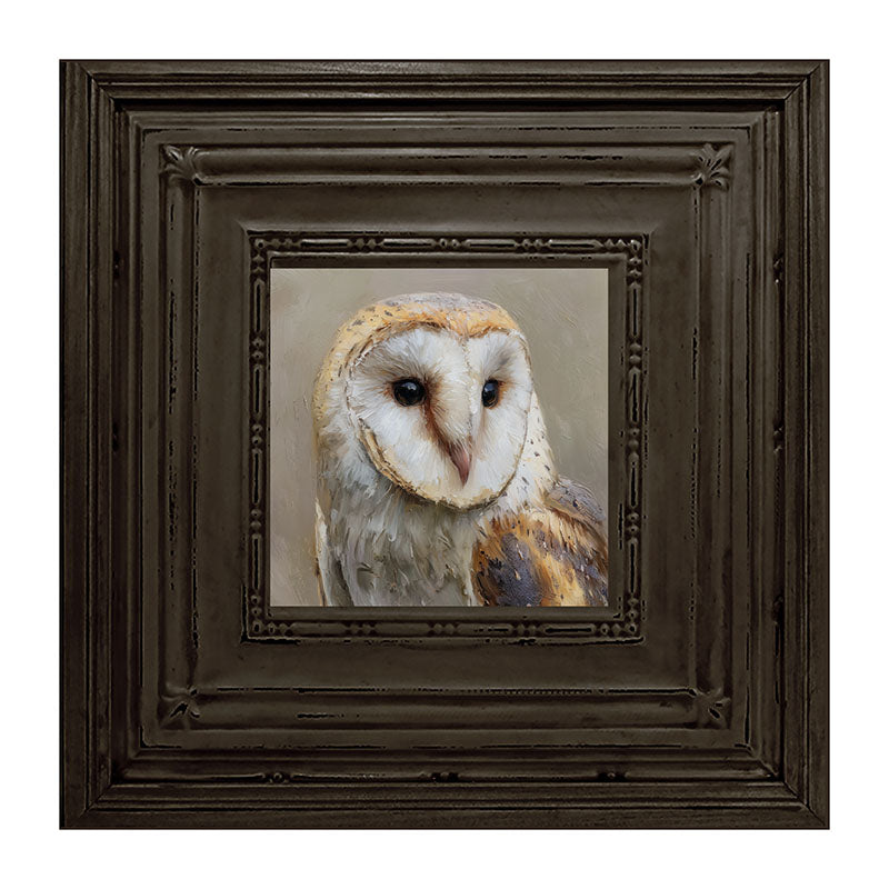 Barn Owl Close-up