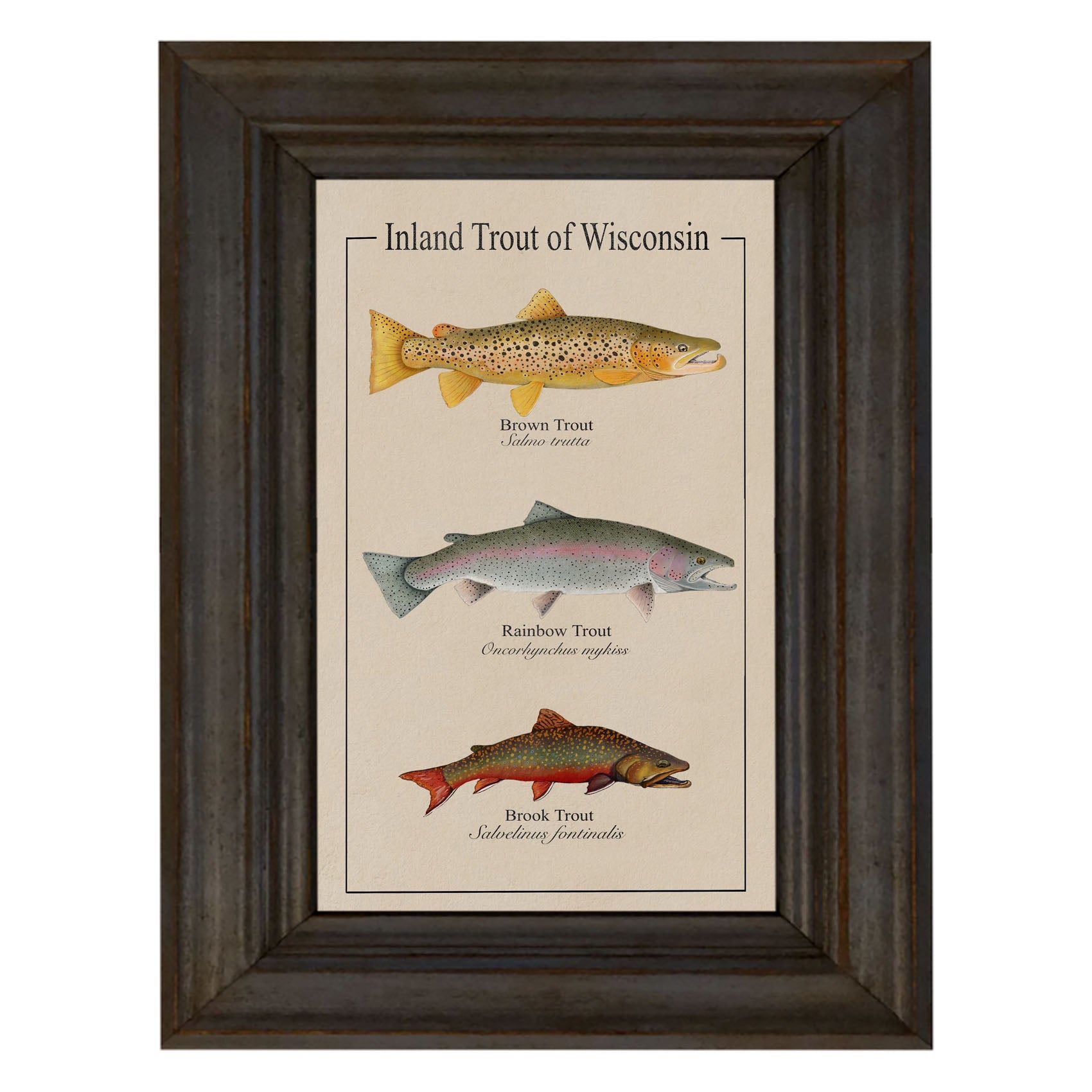Wisconsin Trout