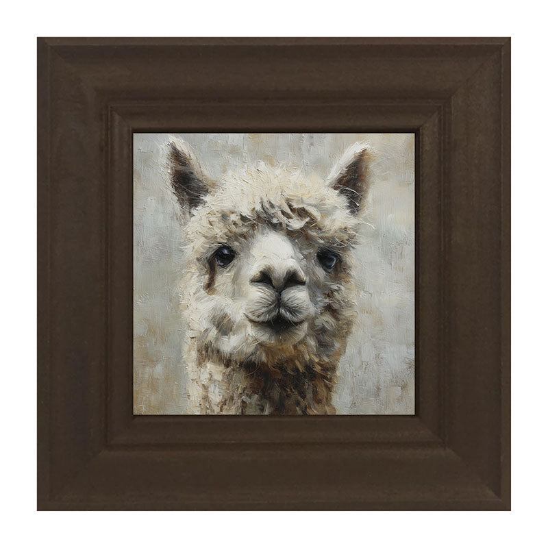 Farm Life Portrait - Alpaca Close-up