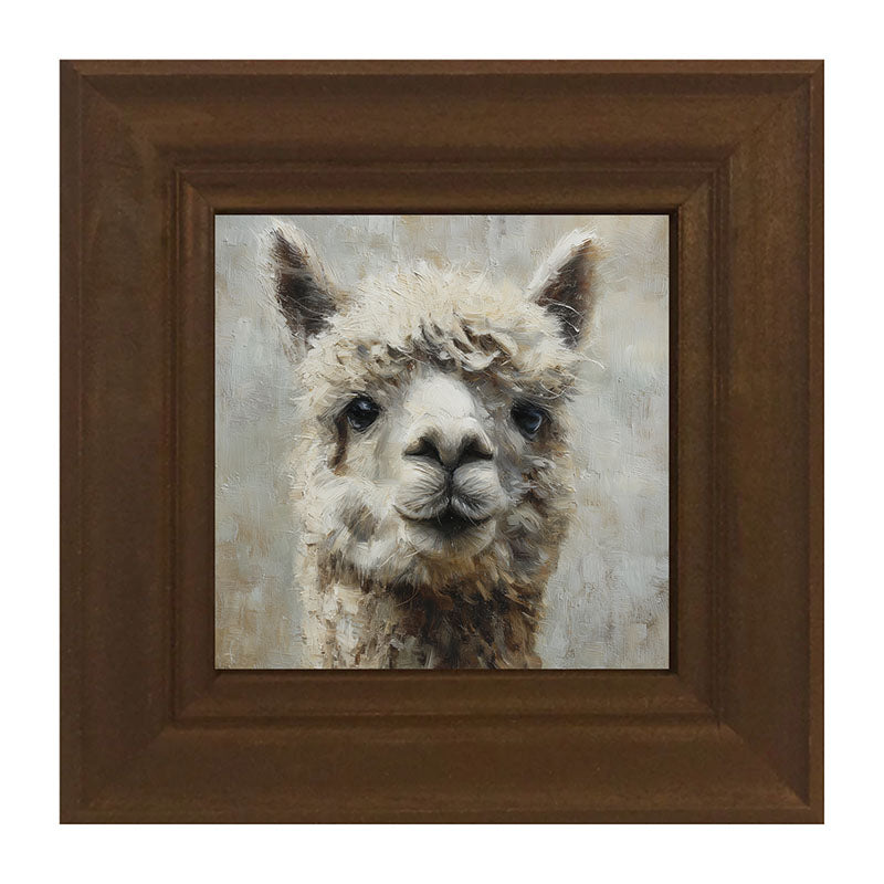 Farm Life Portrait - Alpaca Close-up