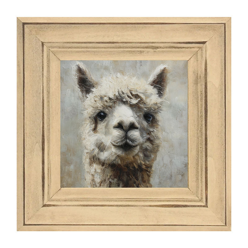 Farm Life Portrait - Alpaca Close-up
